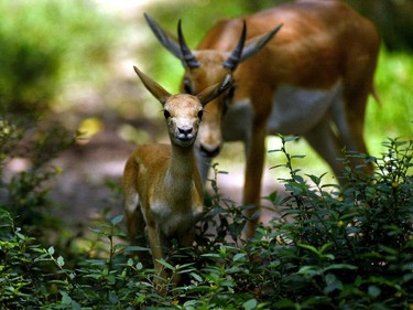 A one-month blackbuck fawn and its mother are seen at the National Zoo of El Salvador in San Salvador, October 9, 2015.