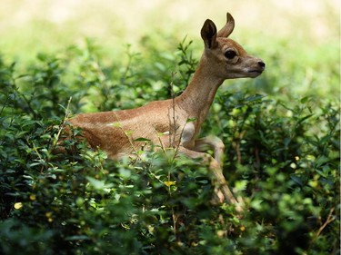 A one-month blackbuck fawn is seen at the National Zoo of El Salvador in San Salvador, October 9, 2015.