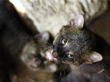 Two three-month-old jaguarundi cubs play at the National Zoo of El Salvador in San Salvador, October 9, 2015.