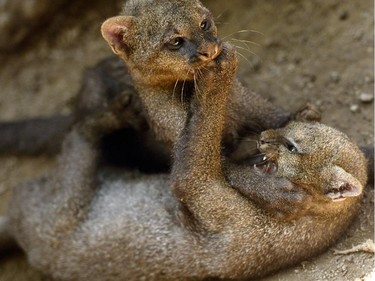 Two three-month-old jaguarundi cubs play at the National Zoo of El Salvador in San Salvador, October 9, 2015.