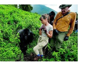 Sarah and John Scott from Worcester, England, cross paths with a male silverback mountain gorilla on Mount Bisoke in Volcanoes National Park, Rwanda. Tourism is key to the welfare of the critically endangered species and Rwanda's economy.