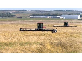 Farmers swathe this year's crop after a fairly lengthy rain delay. File photo