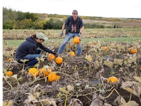 Daniel Mason and Paul Edmondson, left, were in the pumpkin patch at Tierra Del Sol on Valley Road continuing to set up for the next two weekends pumpkin festival, September 17, 2015.