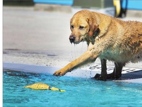 It was service dogs first at the Mayfair Pool's Dog Days of Summer. That gave Mike Simmons' helper, Graham, first dibs. Graham was a bit hesitant to retrieve his toy chicken but got into the swing of things at the pool party pretty quickly.