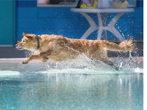 Service dogs were the first into Mayfair Pool at the free Dog Days of Summer, August 24, 2015.