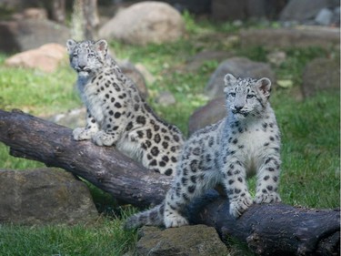 Four-month-old snow leopard cubs make their public debut at the Brookfield Zoo on October 7, 2015 in Brookfield, Illinois.