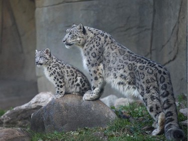 Sarani, a female snow leopard, explores her habitat with one of two of her four-month-old cubs that were making their public debut at the Brookfield Zoo on October 7, 2015 in Brookfield, Illinois.