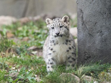 A four-month-old snow leopard cub makes its public debut at the Brookfield Zoo on October 7, 2015 in Brookfield, Illinois.