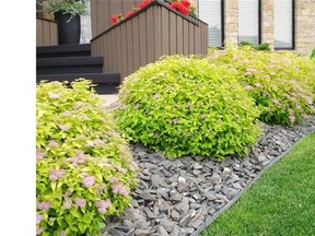 Spirea ‘Mini Sunglo.’