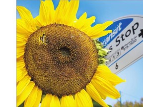 The bus stop at Broadway Avenue and Wilson Crescent could be the most colourful bus stop around with a handful of tall sunflowers planted around the sign post in full bloom on Monday.