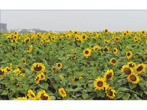 A sunflower crop brightens a dreary sky east of Regina on Thursday. Rain fell in varying quantities across the province last week.