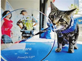 Tara, a seven-year-old adopted cat was presented with the 33rd Annual National Hero Dog Award in Los Angeles, June 19. In May of last year, Tara fought off a dog that attacked her six-year-old owner as he rode his bicycle in the driveway of his Bakersfield home.