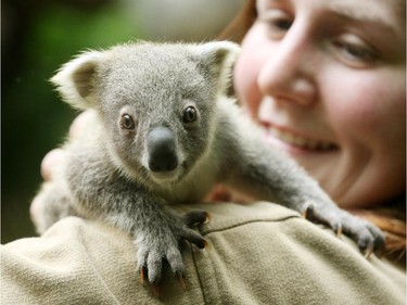 A six-months-old female koala holds onto the back of zookeeper Lena at the zoo in Duisburg, Germany, October 23, 2015.