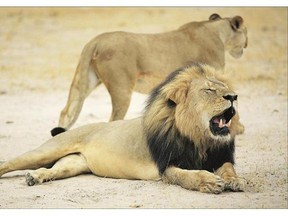 This 2012 picture, released on July 28 by the Zimbabwe National Parks agency shows a much-loved Zimbabwean lion called Cecil. American trophy hunter Walter Palmer, who killed Cecil in July, will return to his dental practice this week.