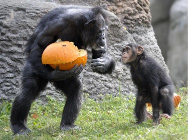 This baby chimp looks up as another chimp carries a pumpkin during Smashing Pumpkins at the Detroit Zoo in Royal Oak, Michigan, October 14, 2015.