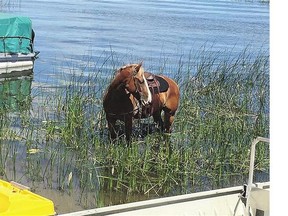 This horse, named Blondie, swam across Murray Lake after escaping from her home.