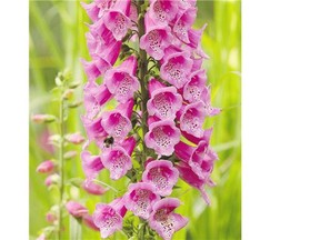Those pretty foxgloves, among the plants found in Alnwick Castle's garden, can cause vomiting, hallucinations, and madness.