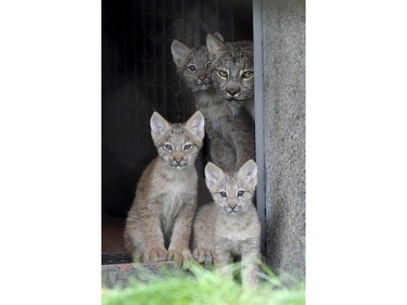 Three lynx kittens and their mother peer out from their enclosure on the first day the kittens were outside of their den and available for the public to see, at the Erie Zoo in Erie, Pennsylvania, October 1, 2015.