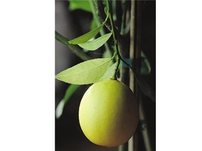 Under most conditions, citrus plants grown from seeds will not flower, but they can become flourishing houseplants.
