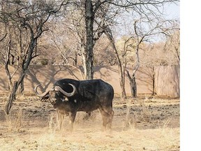 In what is known as a 'driven hunt,' animals will be corralled into a stretch of land in South Africa's northern province of Limpopo to be hunted.