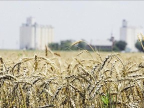 Wheat stands ready for harvest in a field near Anthony, Kansas. Parts of the U.S. Midwest received three times more rain than usual this month, and Illinois is headed for the wettest June since before 1895