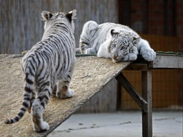 Five-month-old white Bengal tiger cubs are seen in their enclosure at a private zoo in Felsolajos, Hungary, October 26, 2015.