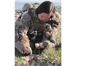 With no caribou on their islands, Inuit on the Belcher Islands have relied on eider ducks for food and clothing for generations. Here, an Inuit woman wearing a traditional eider skin parka collects duck eggs in a still photo from the film People of a Feather.