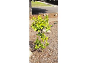 A yard landscaped with drought-tolerant trees, plants and mulch.