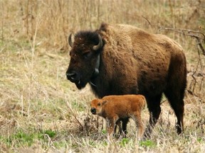 Saskatchewan Agriculture is warning producers to watch for signs of the disease, which was confirmed this week after testing of two bison carcasses northwest of North Battleford.