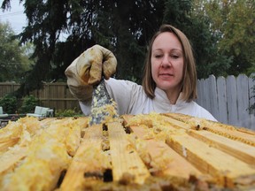 Melissa Stonehouse, president of the Saskatoon Bee Club, can be seen taking a look inside one of her backyard beehives in Saskatoon's Hudson Bay Park neighbourhood.