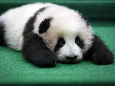 A 3-month old female giant panda cub is photographed at the Giant Panda Conservation Centre at the National Zoo in Kuala Lumpur, Malaysia, November 17, 2015.