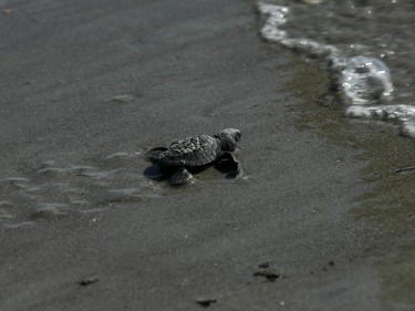 A baby Olive Ridley sea turtle nears ocean waters in Punta Chame Beach, Panama, November 21, 2015. About 200 newborn sea turtles were released near shore by the environmental activist group Tortuguias.