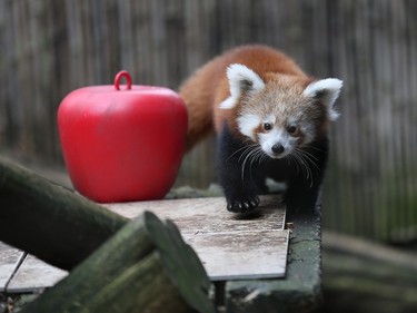 A female red panda cub, born in June, explores her habitat as she and a male cub make their public debut at the Philadelphia Zoo on November 18, 2015.