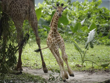 A giraffe calf born on Aug. 31, 2015 gallops through its enclosure at the Singapore Zoo on November 12, 2015, in Singapore. This is the Singapore Zoo's first giraffe calf in 28 years.