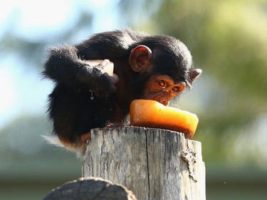 Fumo, a baby chimpanzee, enjoys an icy treat at Taronga Zoo with other chimpanzees on November 20, 2015 in Sydney, Australia.