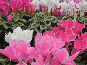Cyclamens have been grown as a houseplant for literally centuries for good reason: They are easy to grow and brighten homes with their shocking colours and unusual flowers.