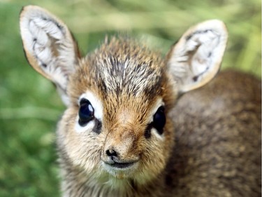 A 13-days-old Salt's dik-dik looks on in its enclosure in the zoo Duisburg, in Germany, November 11, 2015. The Salt's dik-dik is one of around 100 of its species in European zoos and is fed by an employee as it is not accepted by its mother.