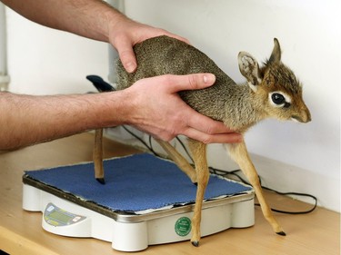 A 13-days-old Salt's dik-dik walks off a scale in the zoo Duisburg, in Germany, November 11, 2015. The Salt's dik-dik is one of around 100 of its species in European zoos and is fed by an employee as it is not accepted by its mother.