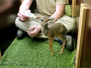 A 13-days-old Salt's dik-dik is fed by an employee in its enclosure in the zoo Duisburg, in Germany, November 11, 2015. The Salt's dik-dik is one of around 100 of its species in European zoos.