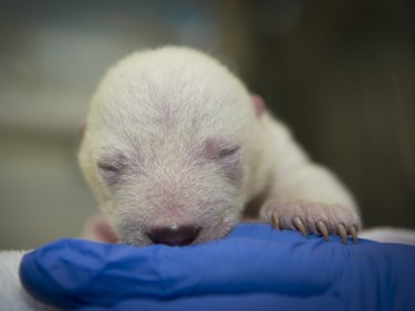 A polar bear cub is tended to at the Columbus Zoo in Powell, Ohio, November 13, 2015. Staff started hand-rearing the week-old female cub after her mother, Aurora, began taking breaks from caring for her.