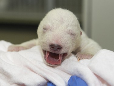 A polar bear cub is tended to at the Columbus Zoo in Powell, Ohio, November 13, 2015. Staff started hand-rearing the week-old female cub after her mother, Aurora, began taking breaks from caring for her.