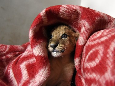 A lion cub is  bundled up in a blanket to get warm during a power outage at the Taigan Safari Park, in Belogorsk, Crimea, November 24, 2015.