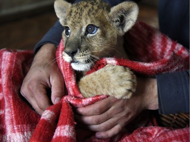 A lion cub is  bundled up in a blanket to get warm during a power outage at the Taigan Safari Park, in Belogorsk, Crimea, November 24, 2015.