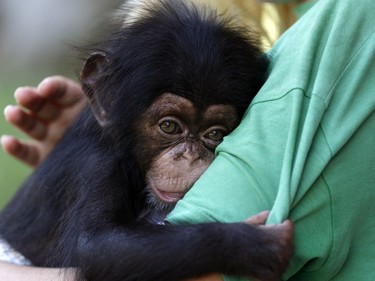 Three-month-old baby chimpanzee Jason clings to zookeeper Alicia Hoogenboom from the Netherlands at the Attica Zoological Park in Spata, Greece, November 13, 2015. Jason is being tended and bottle-fed by zoo staff, as his mother fell sick while he was days old and has been unable to feed him.