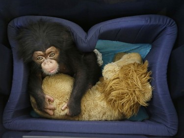 Three-month-old baby chimpanzee Jason sits on his sleeping box at the Attica Zoological Park in Spata, Greece, November 13, 2015. Jason is being tended and bottle-fed by zoo staff, as his mother fell sick while he was days old and has been unable to feed him.