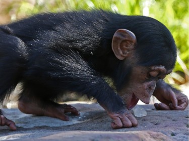 One-year-old chimpanzee Liwali plays with ice blocks at Taronga Zoo in Sydney, Australia, where keepers filled the ice blocks with the chimp's favourite foods, November 20, 2015.
