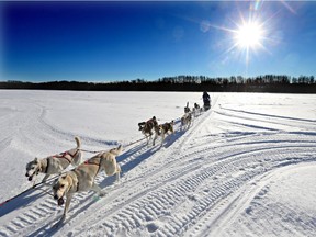 Gerry Walker takes his dogs on a training run near Pierceland.