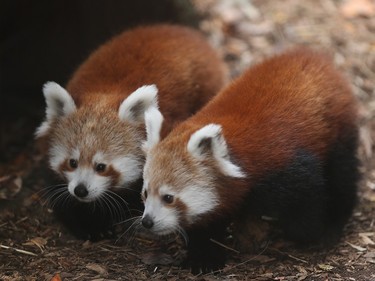 Red panda cubs, born in June, make their public debut at the Philadelphia Zoo, November 18, 2015. At left is the female and the male cub is on the right.