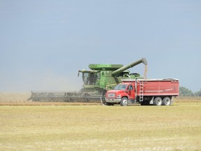 REGINA,Sk: August 20, 2015 -- Cal Kelly was trying to beat the oncoming rain combining a lentil crop in a field north of Regina Thursday morning August 20, 2015. Driving grain truck is Kelly Moens. BRYAN SCHLOSSER/Regina Leader-Post