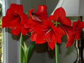 Amaryllis can bring cheer to any room. Photo by Arturo Yee